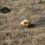 cambriaDR_0055 (November 02, 2019)